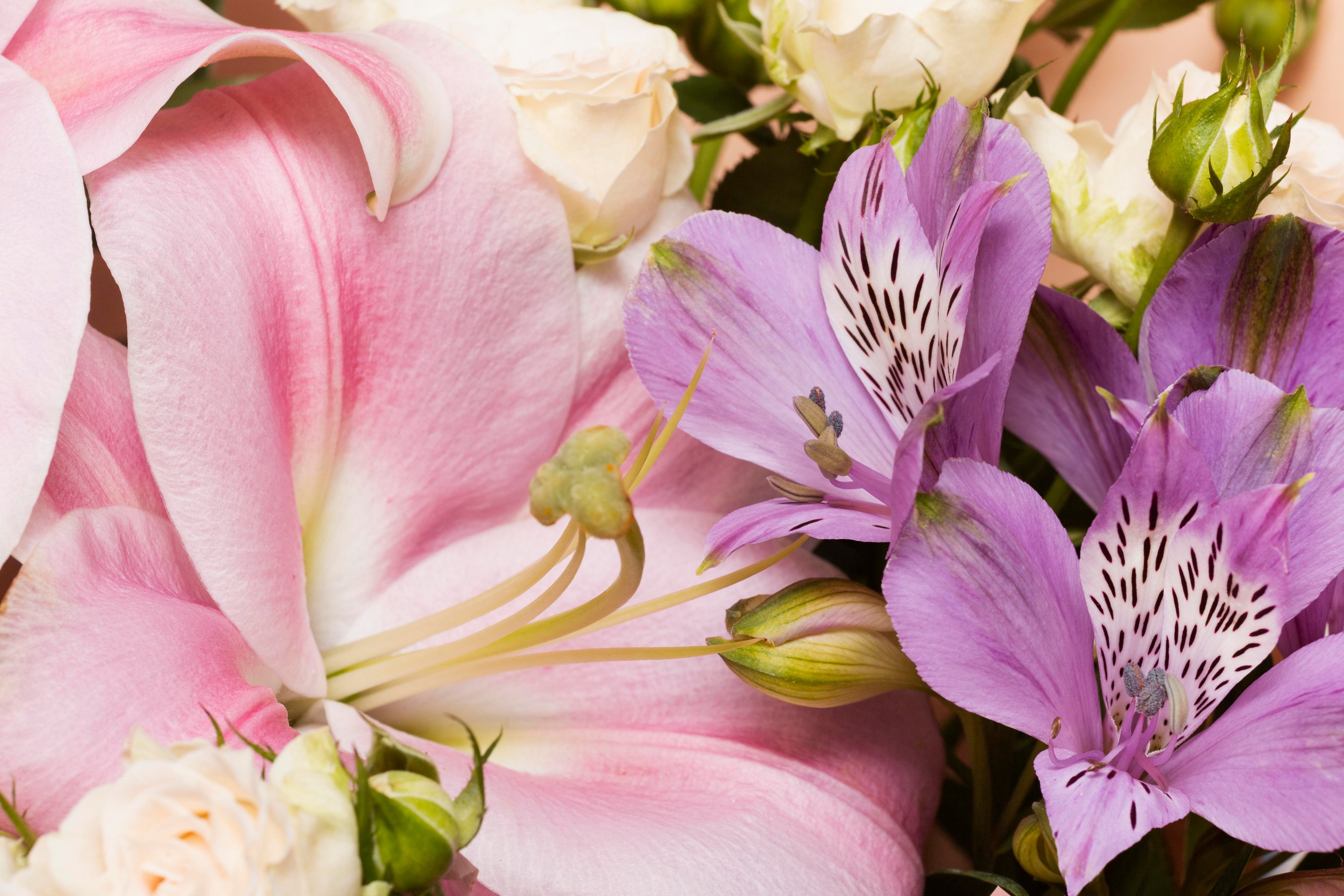 Orchids