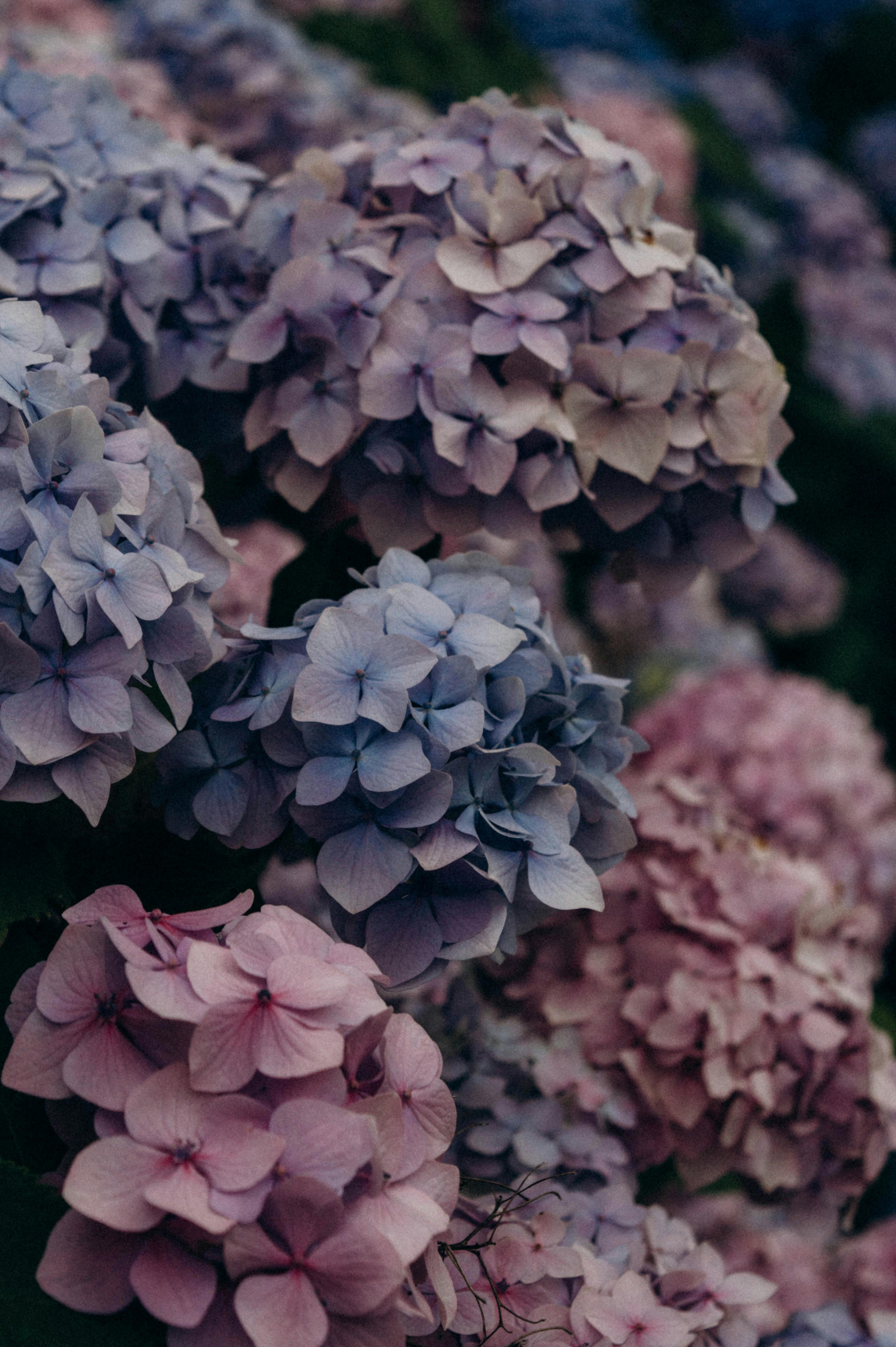 Hydrangeas