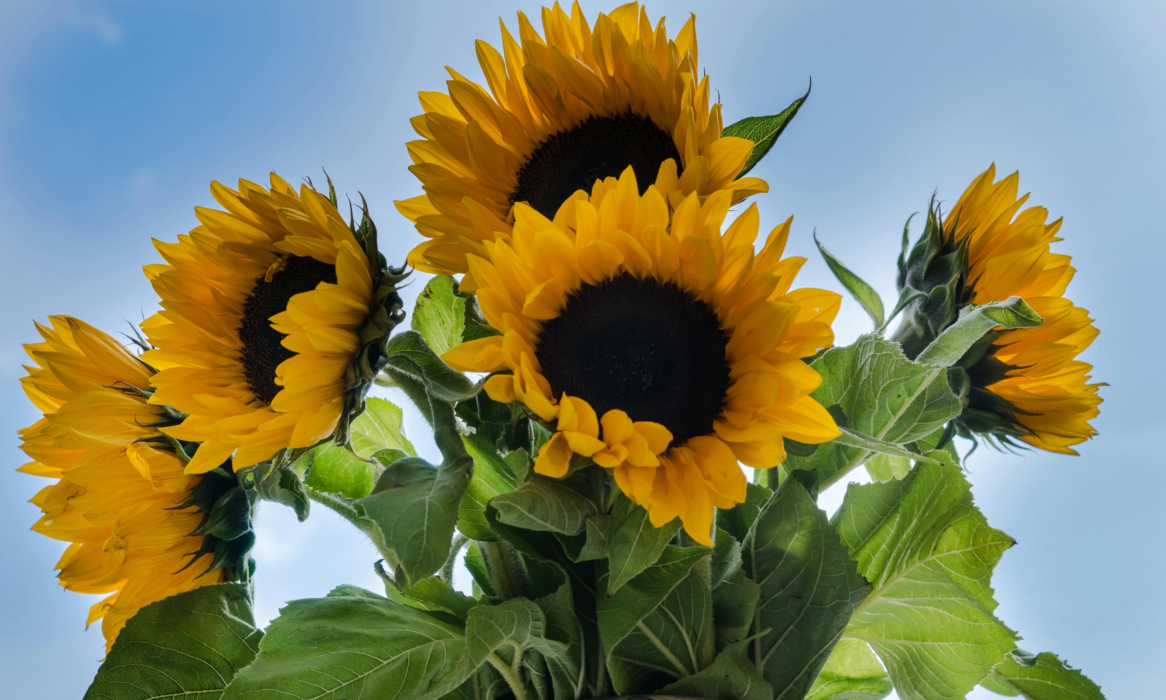 Sunflowers